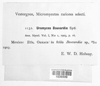 Uromyces bouvardiae image